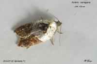 Acleris variegana
