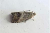 Cydia splendana