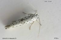 Yponomeuta irrorella