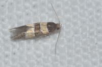 Goidanichiana jourdheuillella