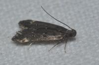 Dichomeris alacella