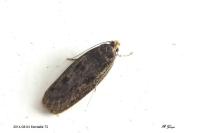 Hofmannophila pseudospretella