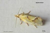 Agapeta hamana