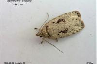 Agonopterix ocellana