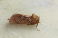Triodia sylvina