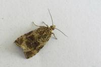 Celypha lacunana