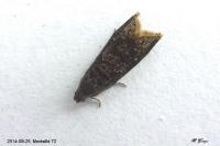 Grapholita funebrana