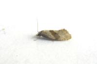 Cochylidia implicitana