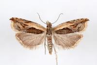 Ancylis apicella