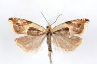 Ancylis badiana