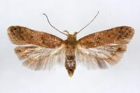 Bryotropha terrella