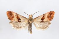 Cochylis epilinana