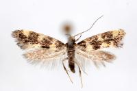 Denisia albimaculea