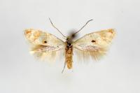 Elachista maculicerusella