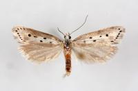 Ethmia terminella