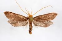 Eurodachtha pallicornella