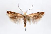 Isophrictis corsicella