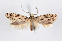 Nemapogon agenjoi