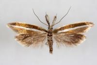 Pleurota aristella