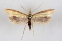 Pleurota proteella