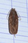 Depressaria daucella