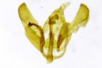 Depressaria daucella