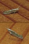 Plutella xylostella