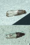 Notocelia roborana