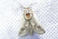 Parahypopta caestrum