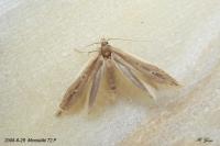 Limnaecia phragmitella