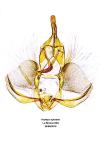 Archips oporana