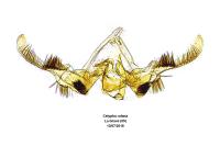 Celypha rufana