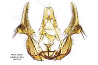 Olethreutes stibiana