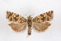 Olethreutes stibiana