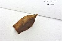 Pandemis heparana