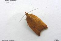 Acleris rhombana