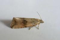 Celypha striana