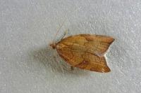 Acleris rhombana