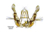 Celypha rivulana
