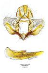 Syndemis musculana
