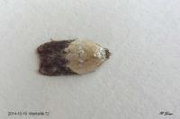Acleris variegana