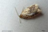 Acleris rhombana