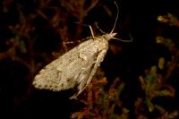 Diurnea fagella