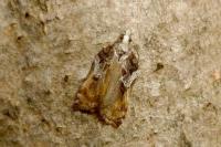Acleris cristana
