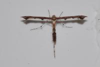 Amblyptilia acanthadactyla