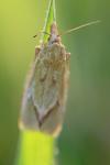 Agapeta hamana