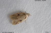Agonopterix arenella