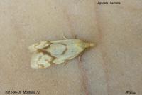 Agapeta hamana