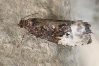 Hedya nubiferana
