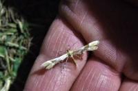 Cnaemidophorus rhododactylus